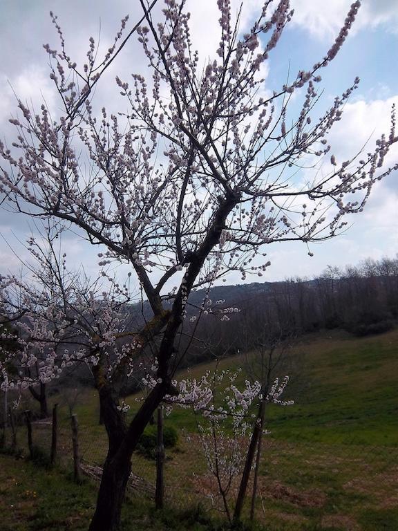 Agriturismo Norianino มอนเตเมราโน ภายนอก รูปภาพ